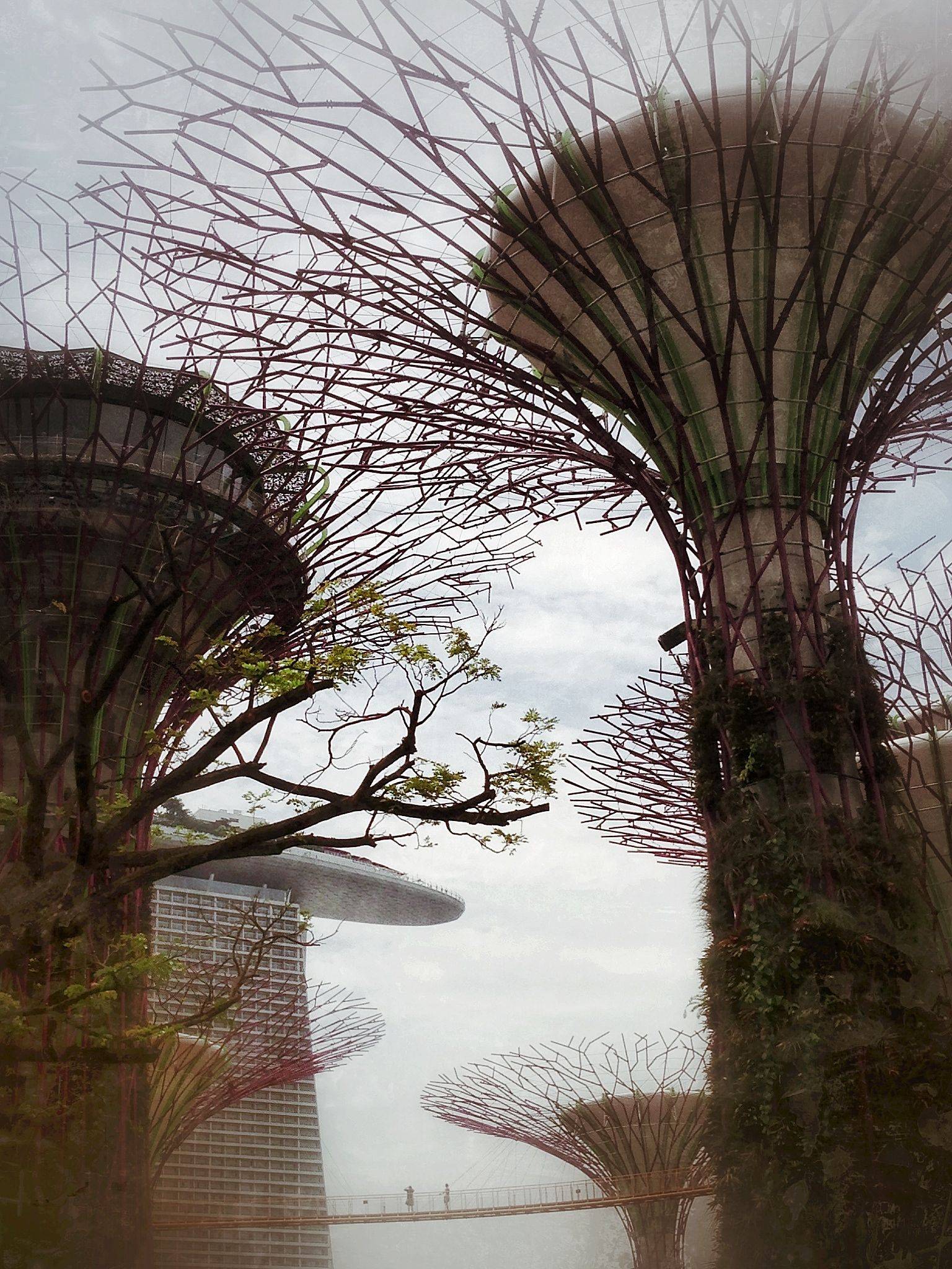 20 Supertrees Singapore Botanical Garden Ideas To Try This Year