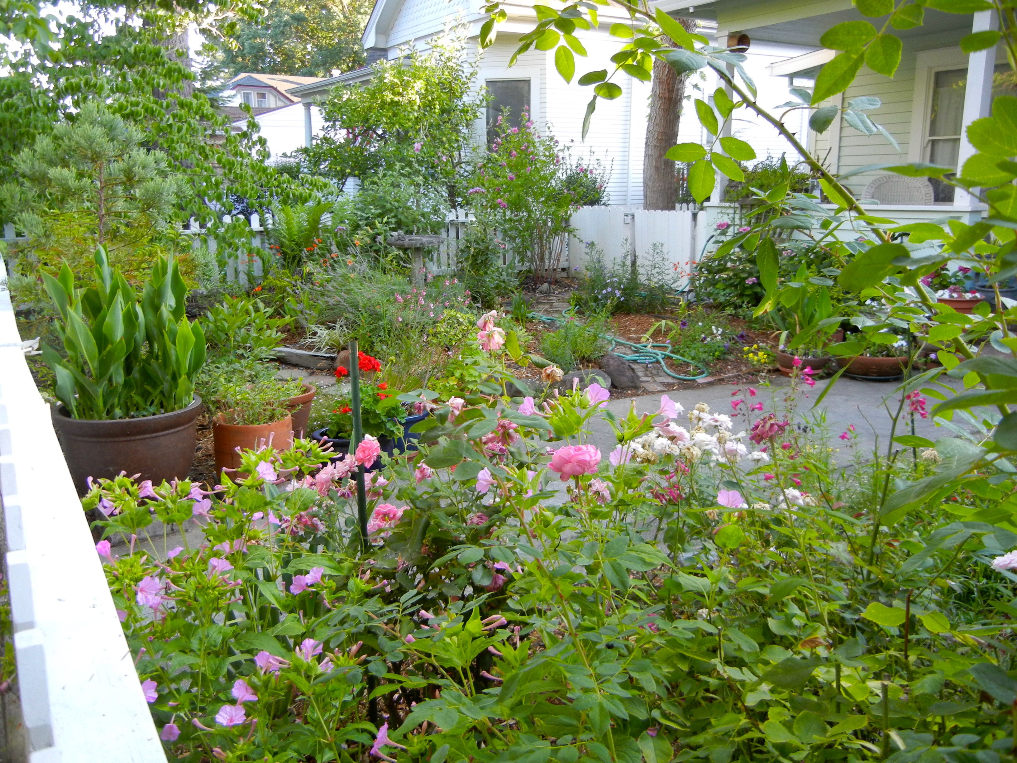 20 Drought Tolerant Cottage Garden Ideas Worth A Look SharonSable