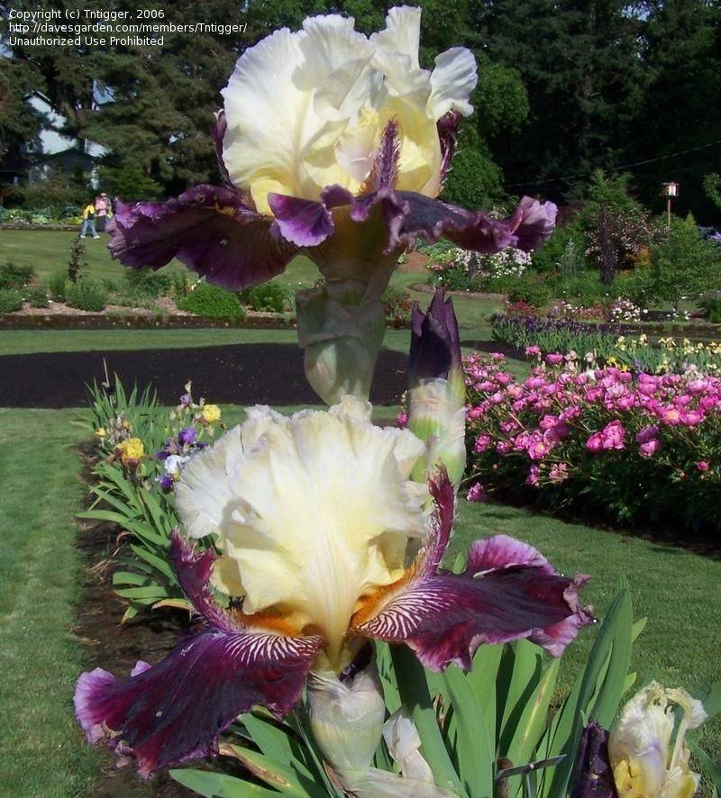 Iris Garden Florence Ideas You Must Look Sharonsable