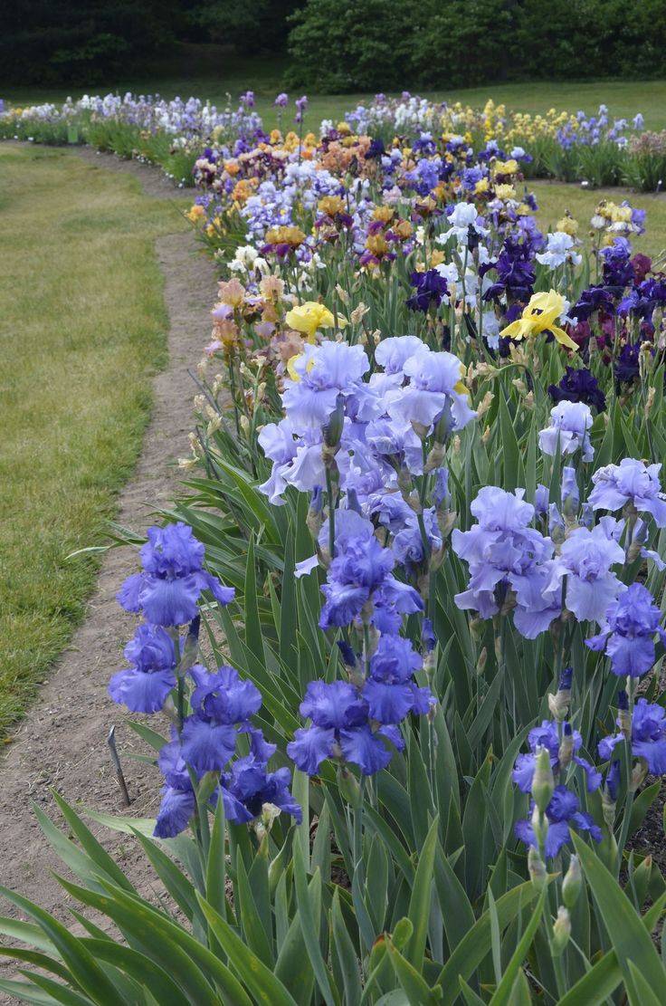 Iris Garden Florence Ideas You Must Look Sharonsable