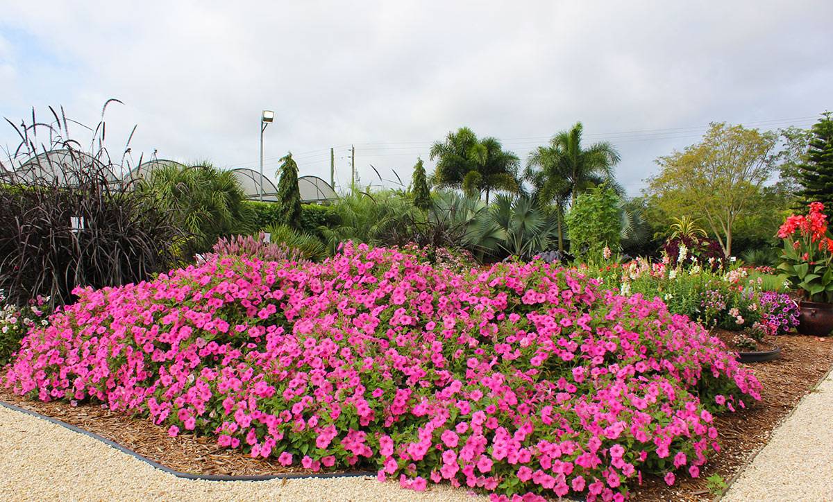 Pink Garden Design Ideas Worth A Look Sharonsable