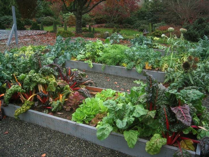 21 Shade Tolerant Vegetable Garden Ideas You Must Look SharonSable