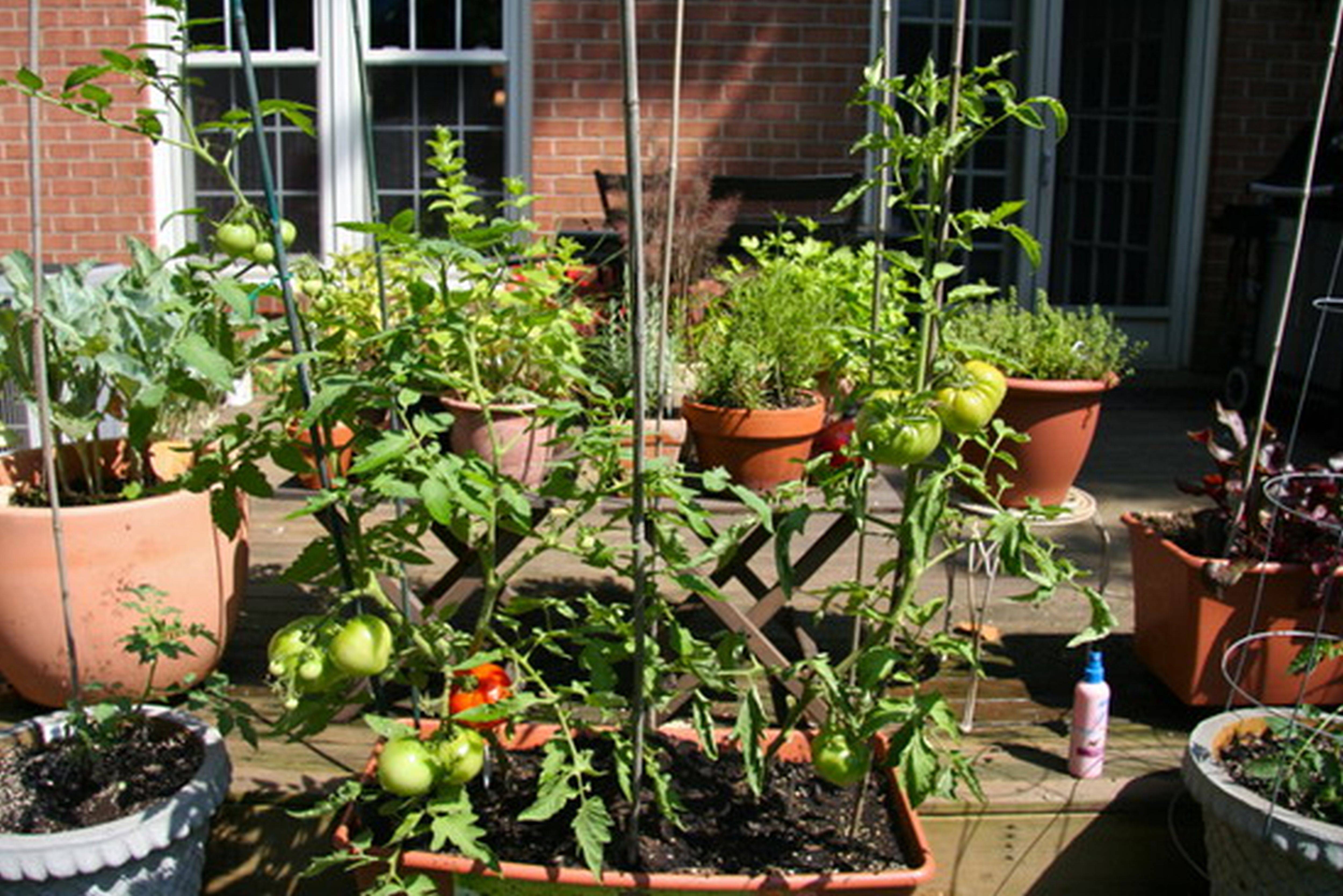 19 Urban Vegetable Garden Ideas You Should Check SharonSable