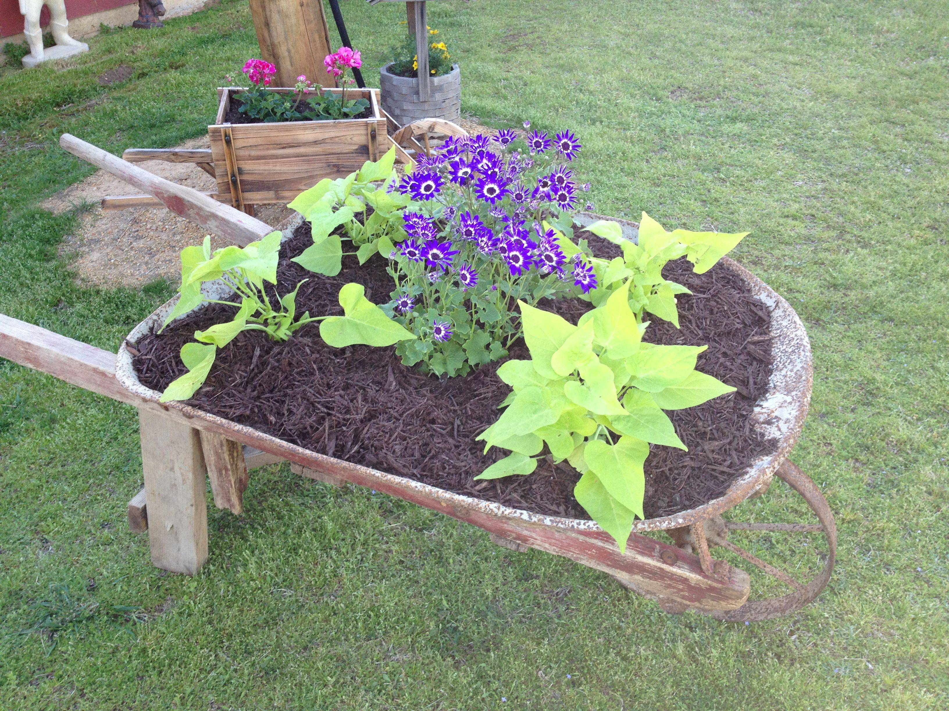 24 Wheelbarrow Garden Ideas For This Year SharonSable