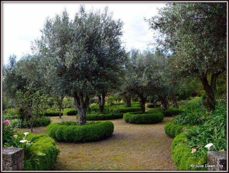 19 Olive Tree Garden Ideas You Should Check SharonSable