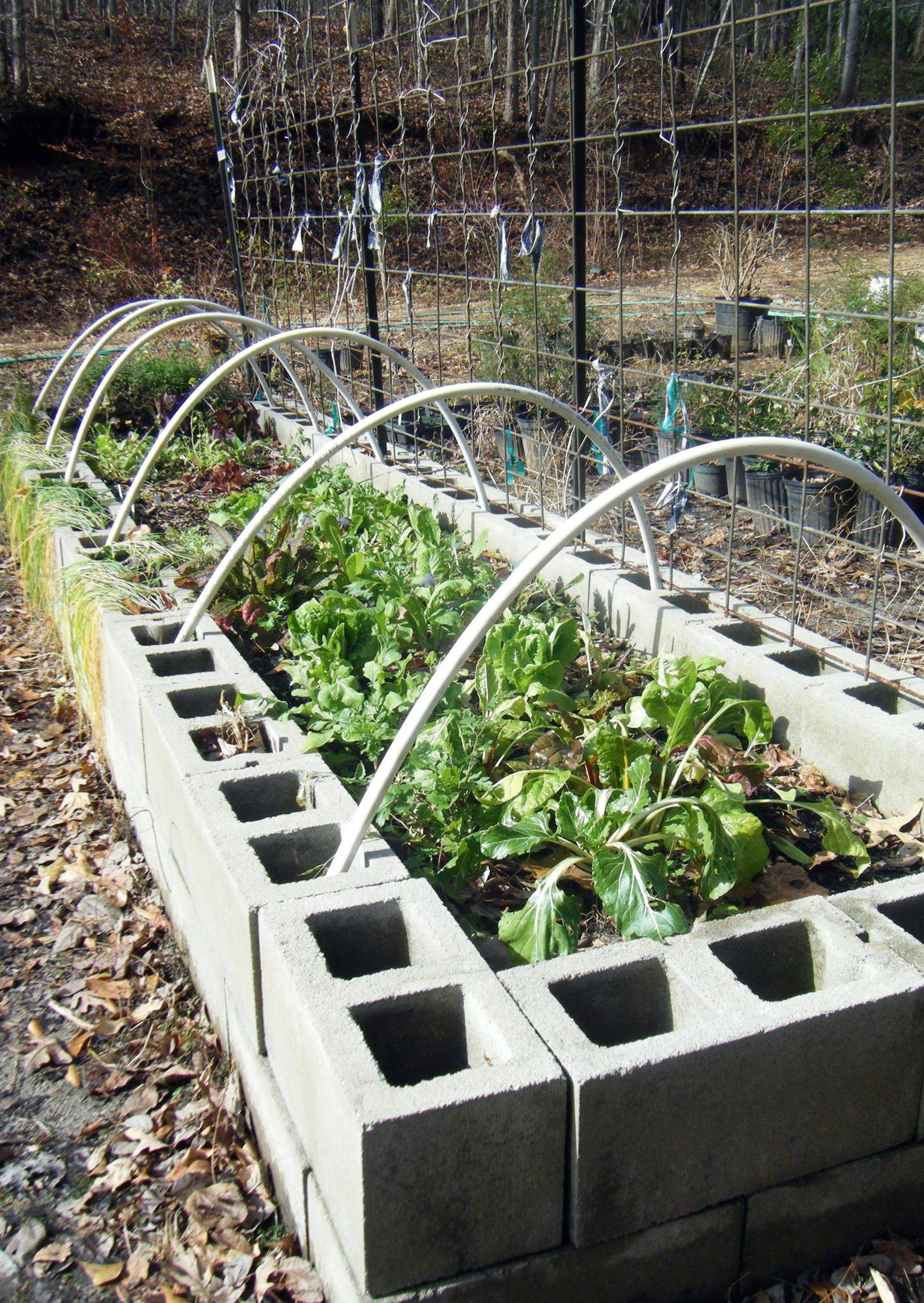 Raised Bed Garden Using Cinder Blocks Ideas To Try This Year