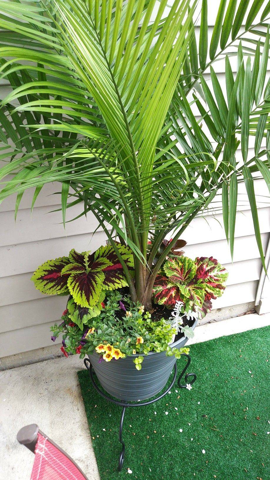 Container Garden With Palms Ideas To Consider Sharonsable