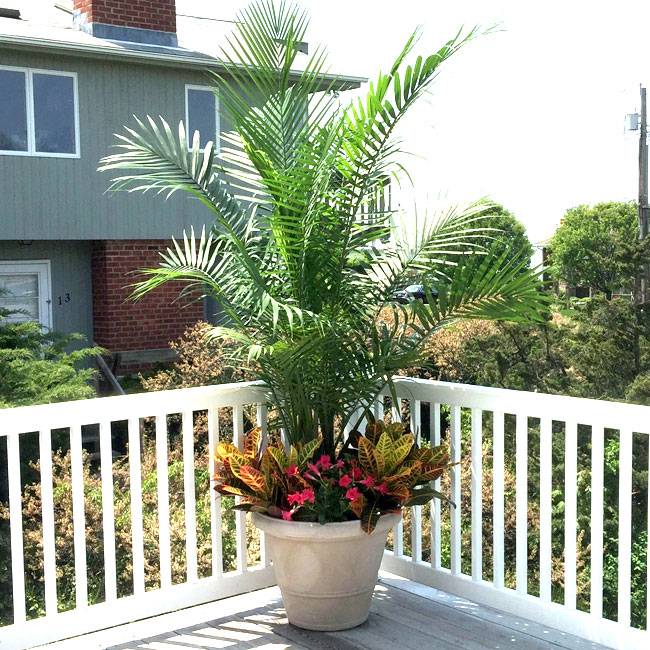 Container Garden With Palms Ideas To Consider Sharonsable