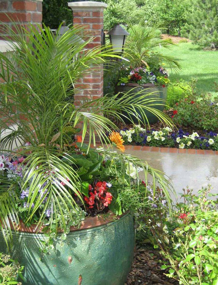 Container Garden With Palms Ideas To Consider Sharonsable