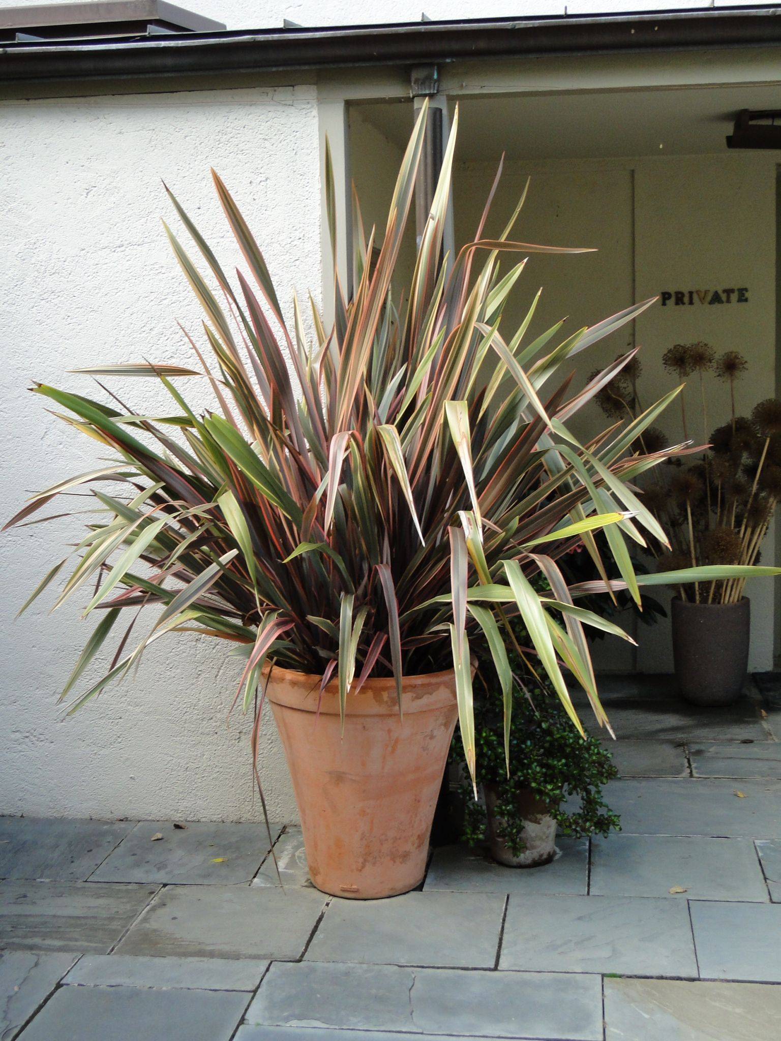 Container Garden With Palms Ideas To Consider Sharonsable