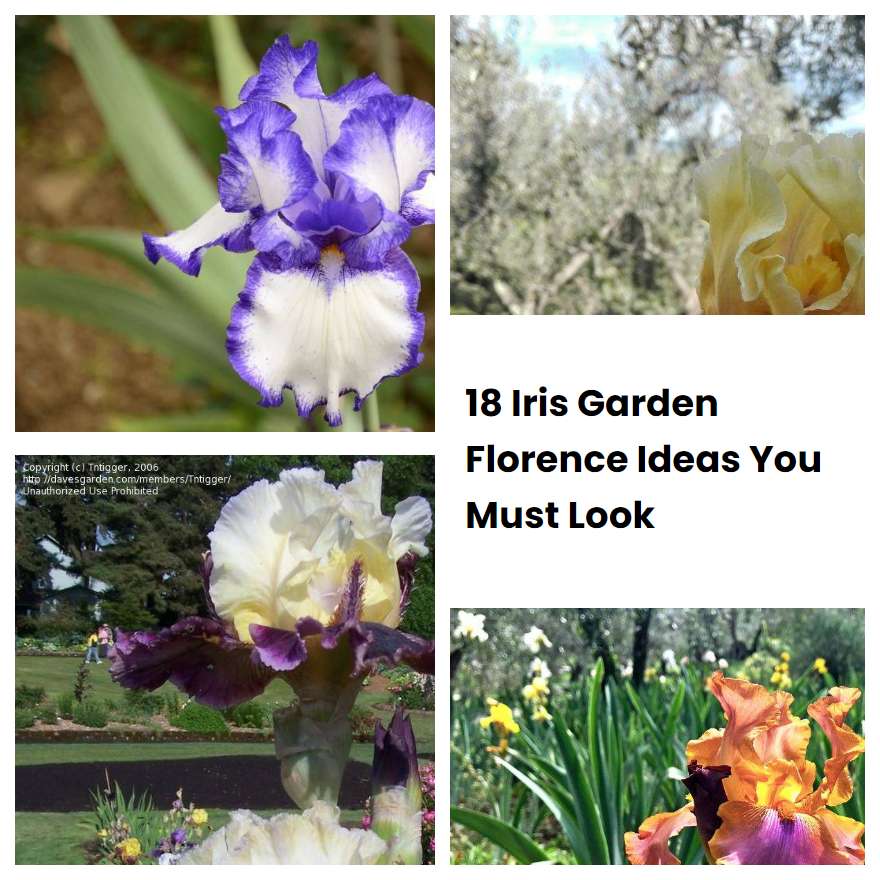 18 Iris Garden Florence Ideas You Must Look SharonSable