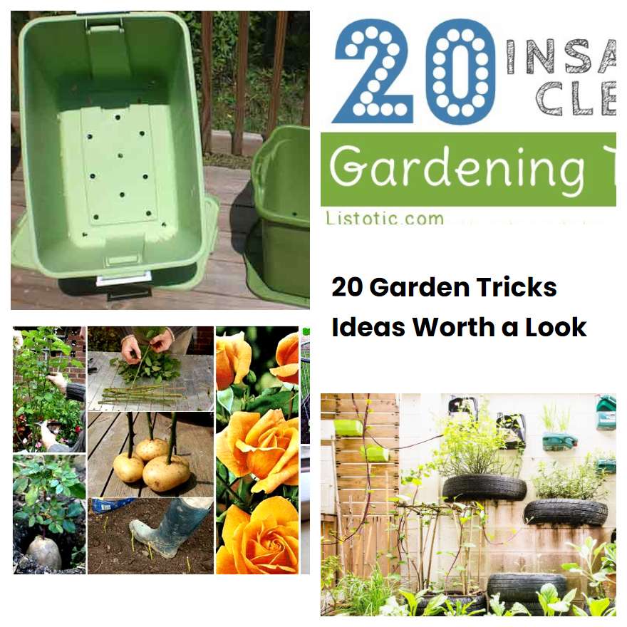 Garden Tricks Ideas Worth A Look Sharonsable