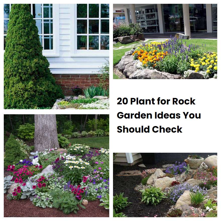 Plant For Rock Garden Ideas You Should Check Sharonsable