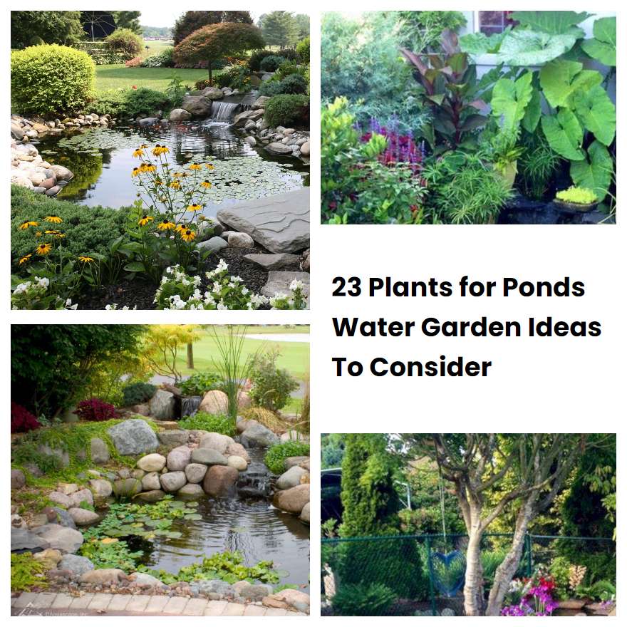 23 Plants For Ponds Water Garden Ideas To Consider SharonSable