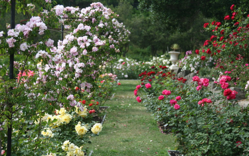 21 Rose Garden Plans Ideas To Try This Year | SharonSable