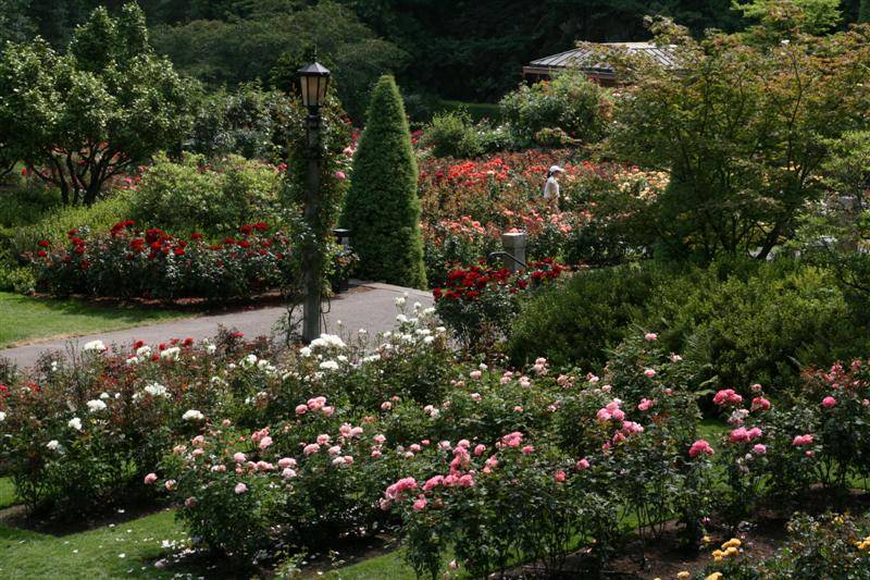 18 Portland Rose Garden Map Ideas You Should Look | SharonSable