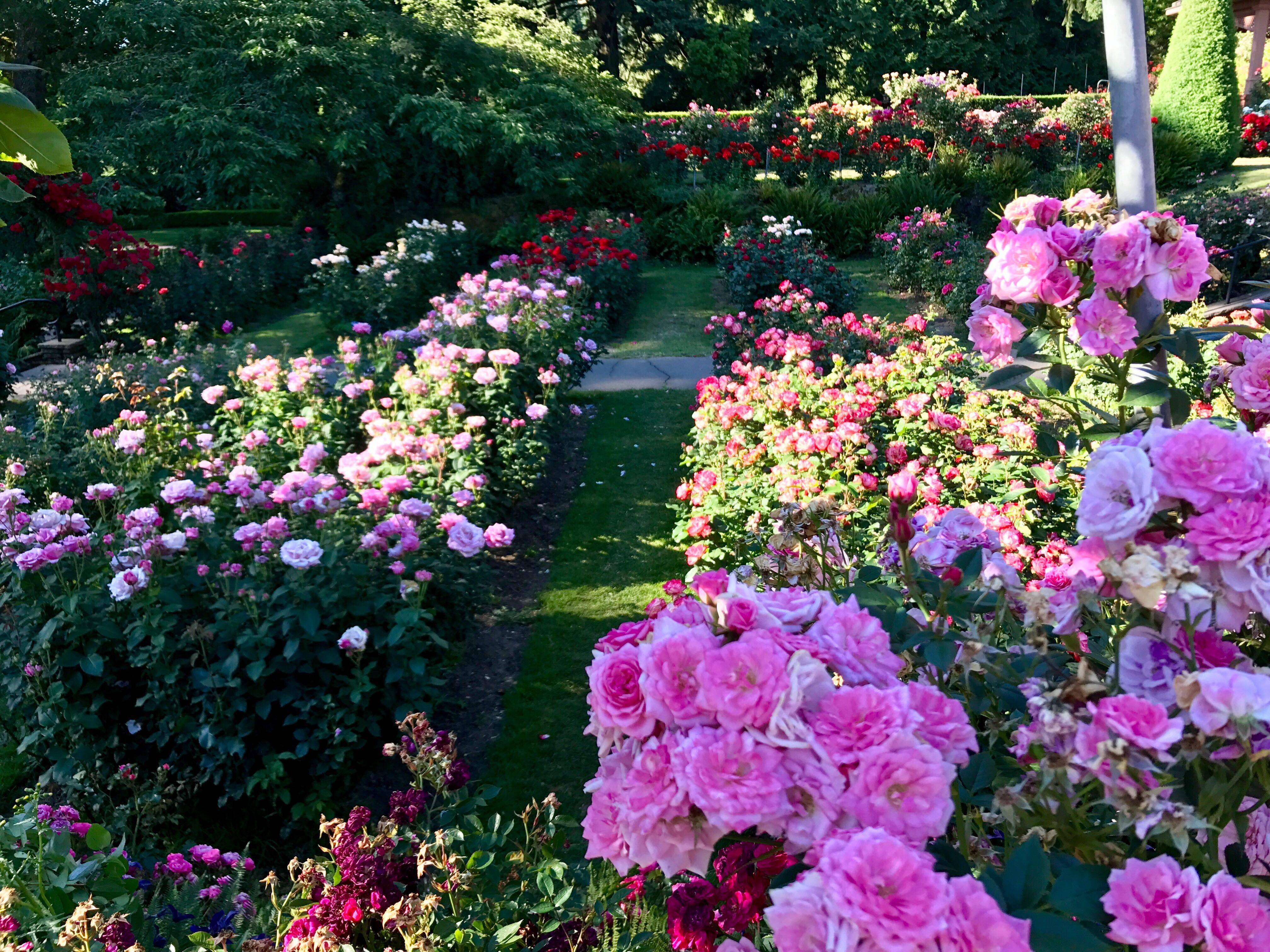 24 Portland Rose Garden Ideas You Cannot Miss SharonSable