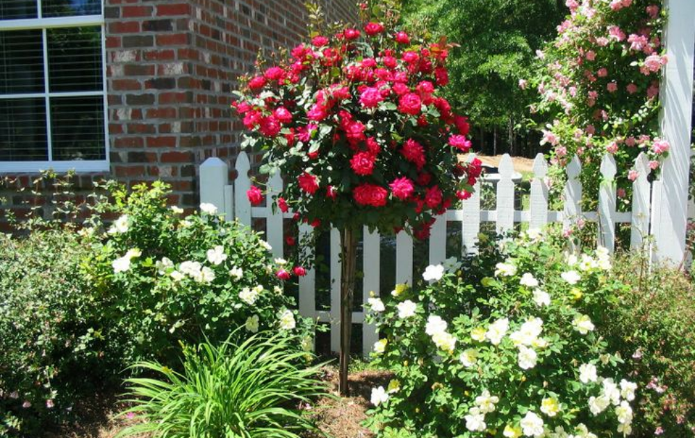 20 Red Rose Flower Garden Ideas To Try This Year | SharonSable