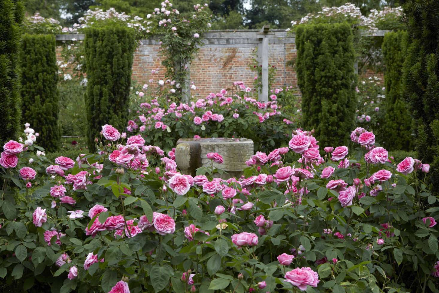 Simple Rose Garden Design Decorations