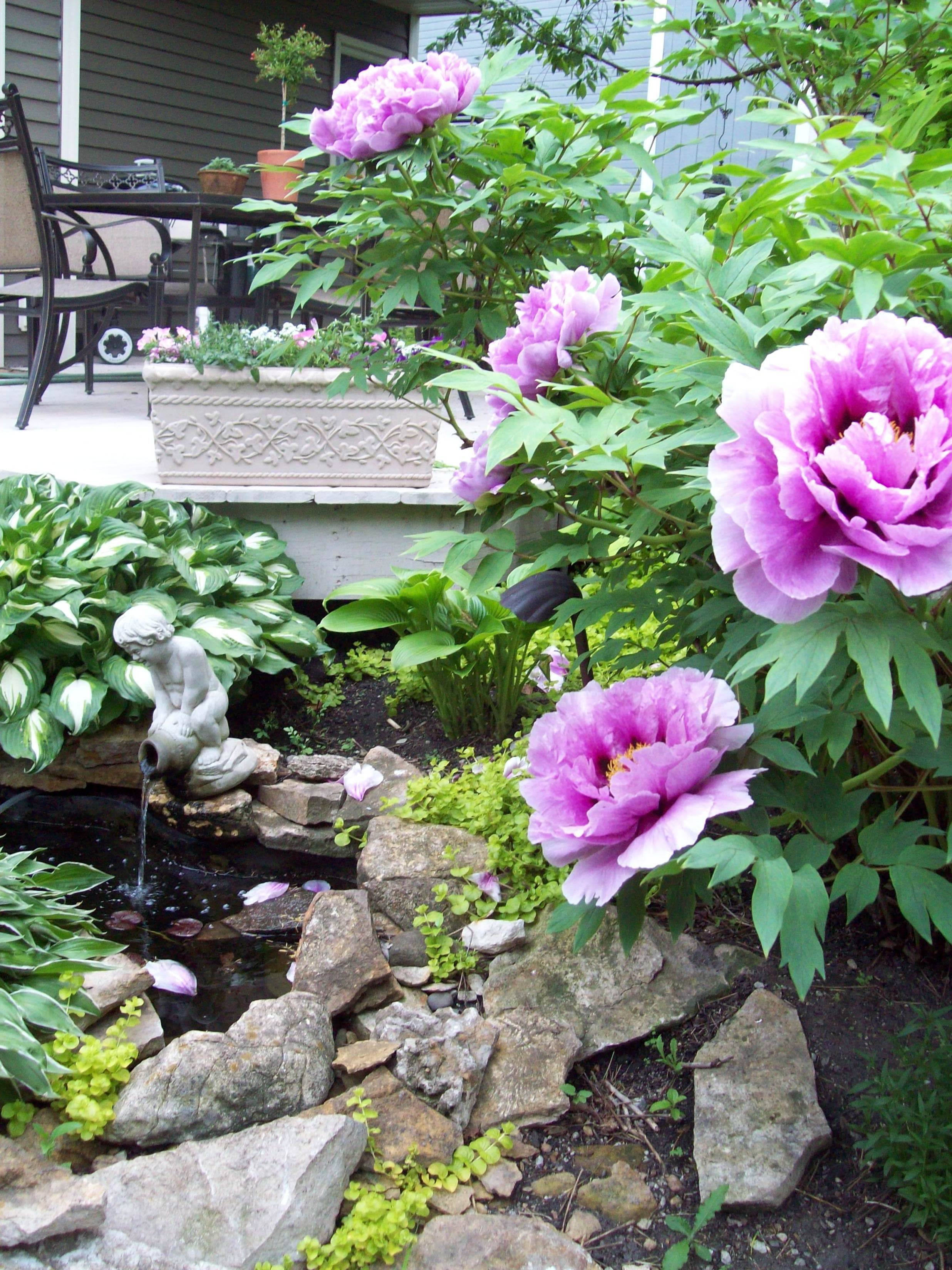 21 Peony Garden Design Ideas You Gonna Love SharonSable