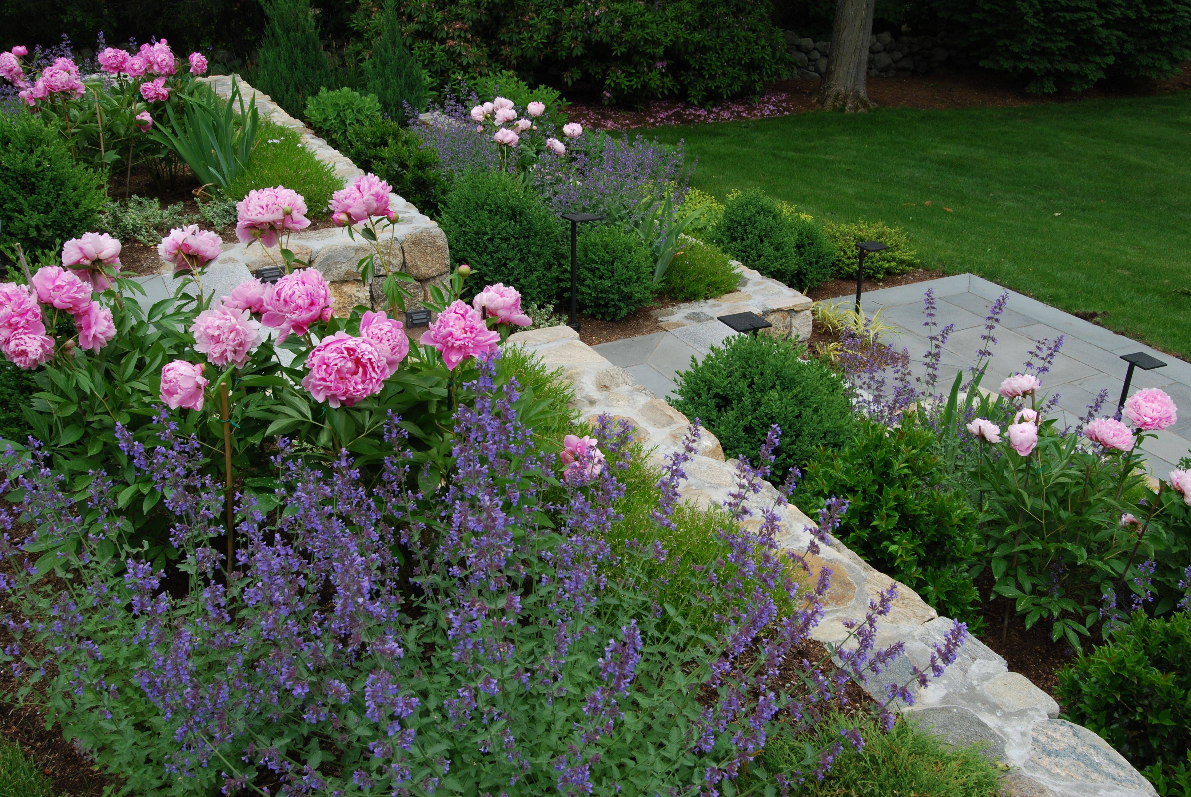 21 Peony Garden Design Ideas You Gonna Love SharonSable