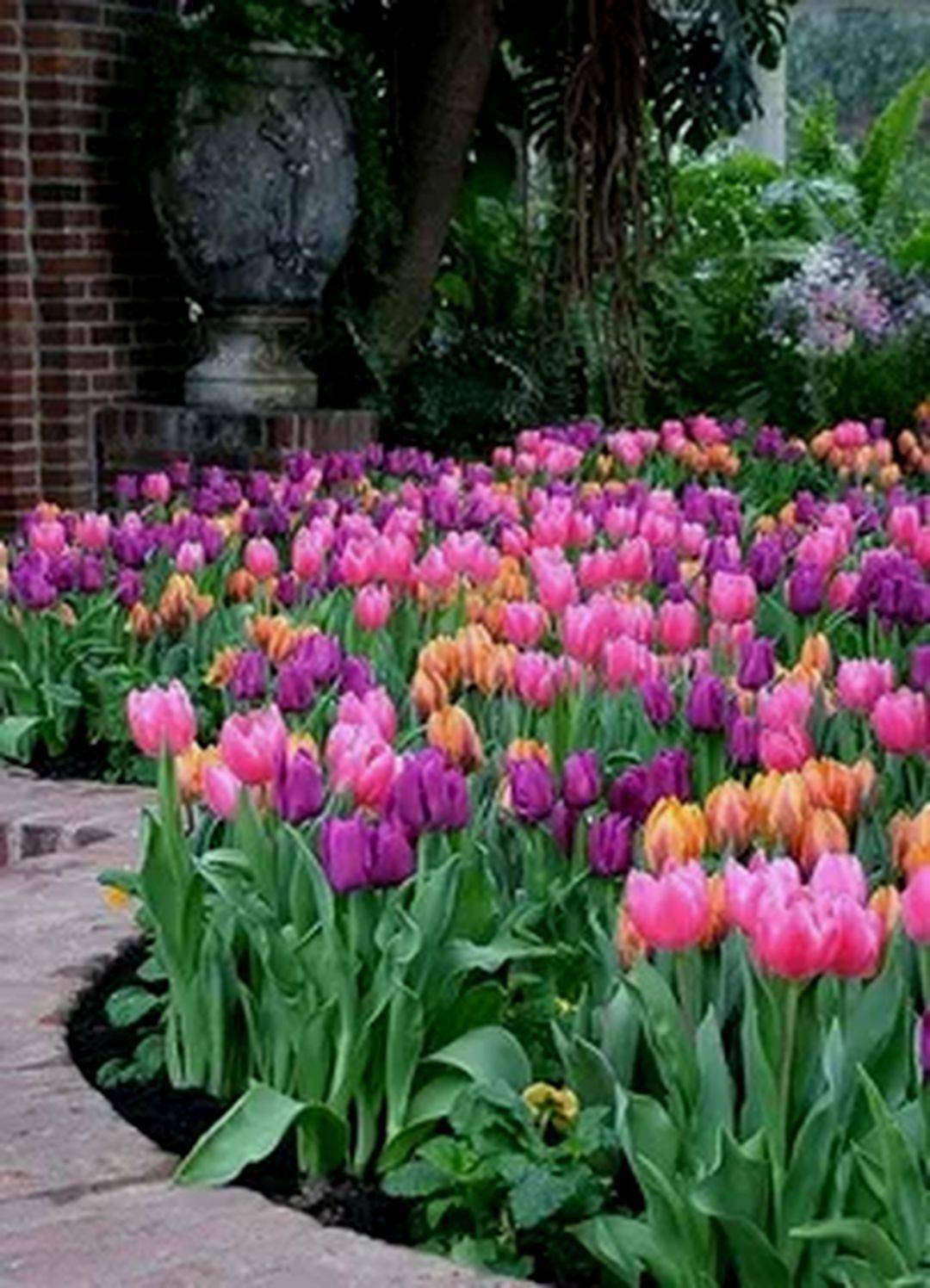 23 Beautiful Tulip Garden Ideas You Should Look | SharonSable