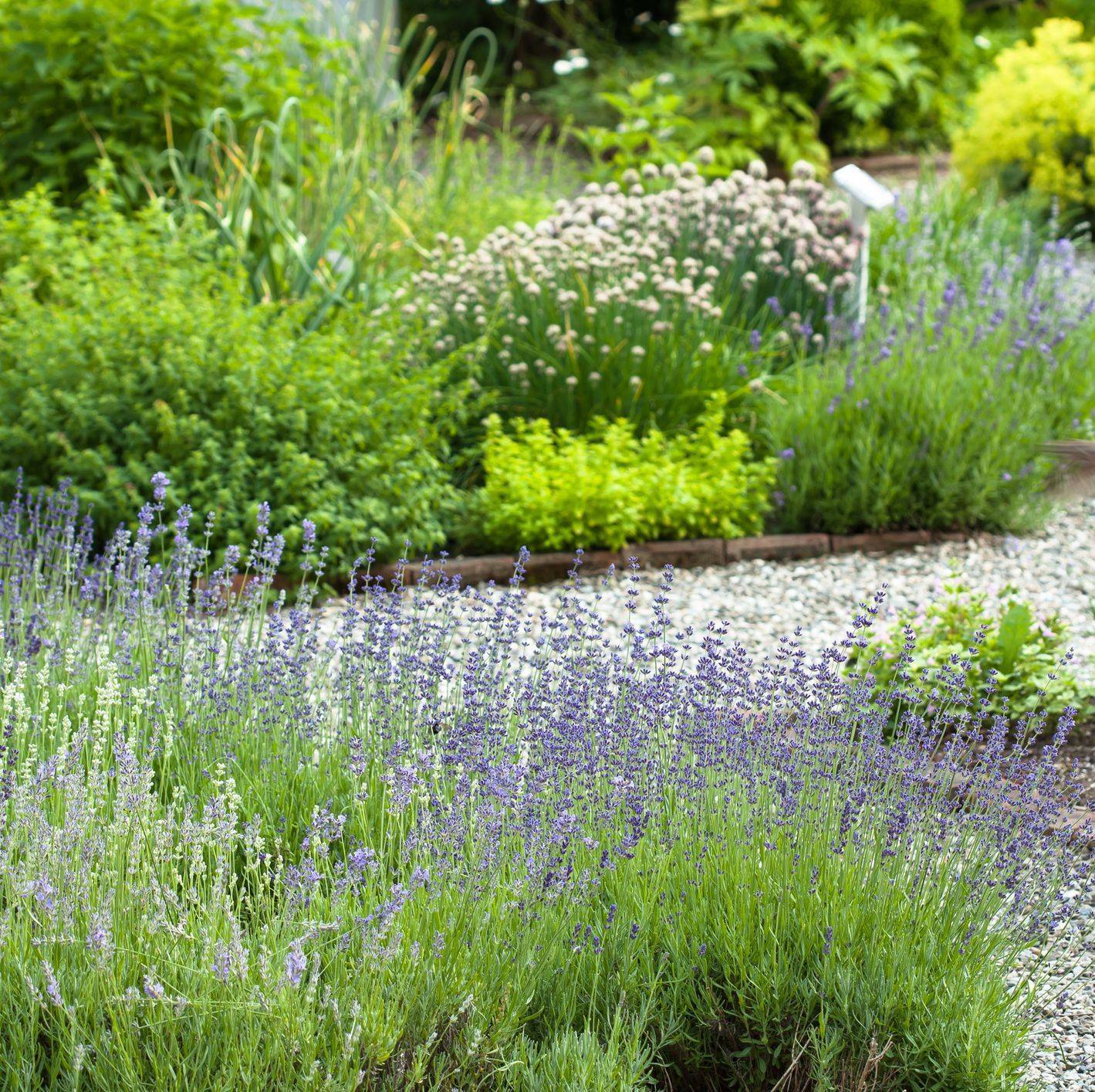 17 Perennial Herb Garden Layout Ideas You Must Look | SharonSable