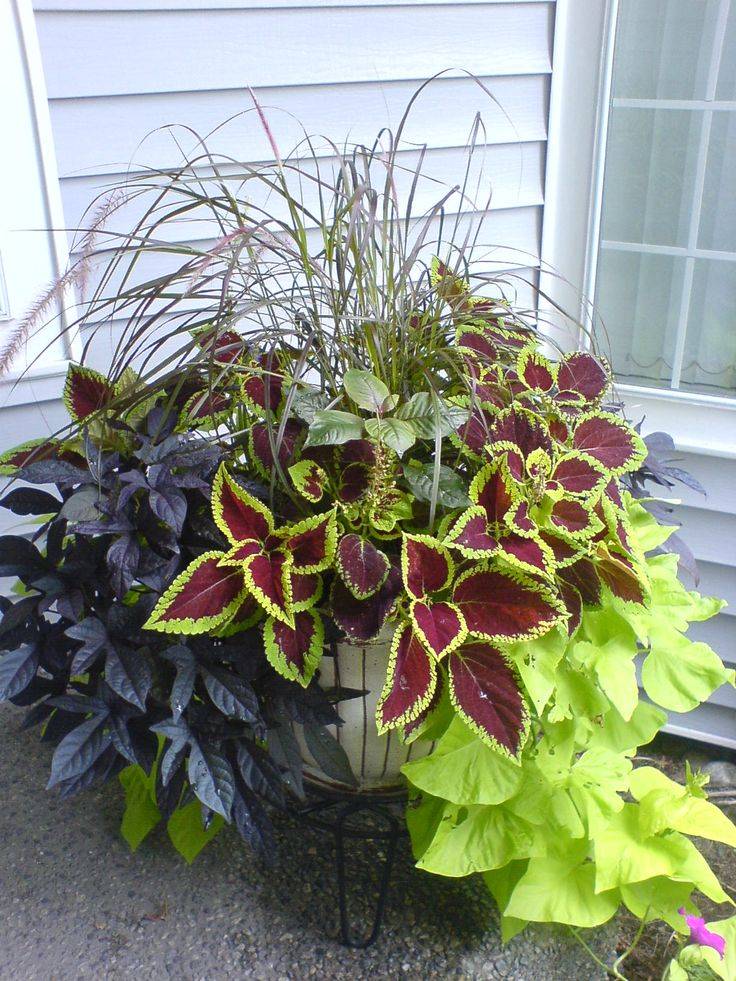 Most Beautiful Container Garden Combination Ideas Youll Love