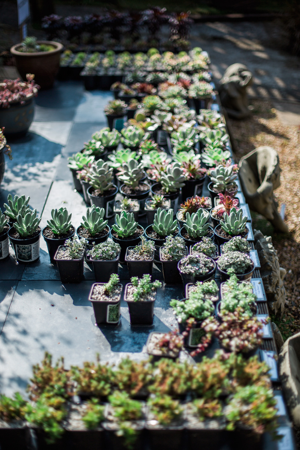 22 Japanese Succulent Garden Ideas To Try This Year | SharonSable