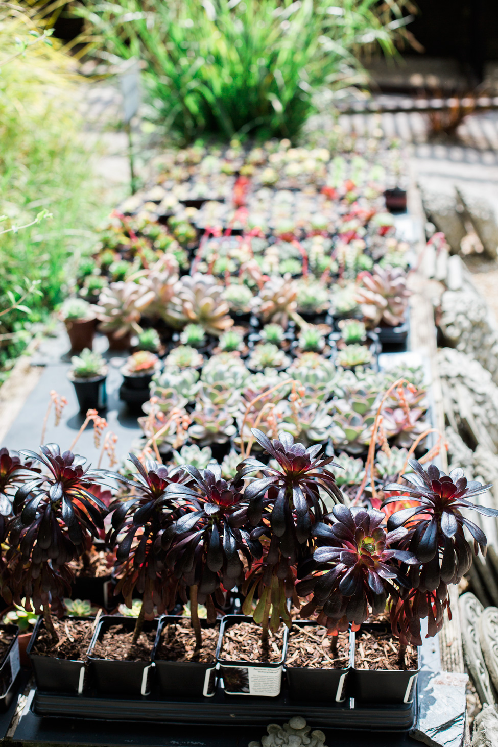 22 Japanese Succulent Garden Ideas To Try This Year | SharonSable