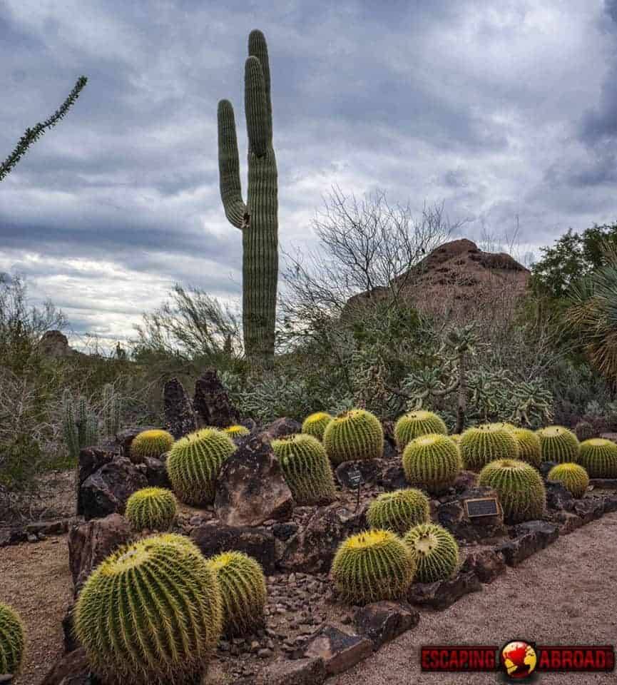 17 Desert Botanical Garden Map Ideas You Must Look | SharonSable