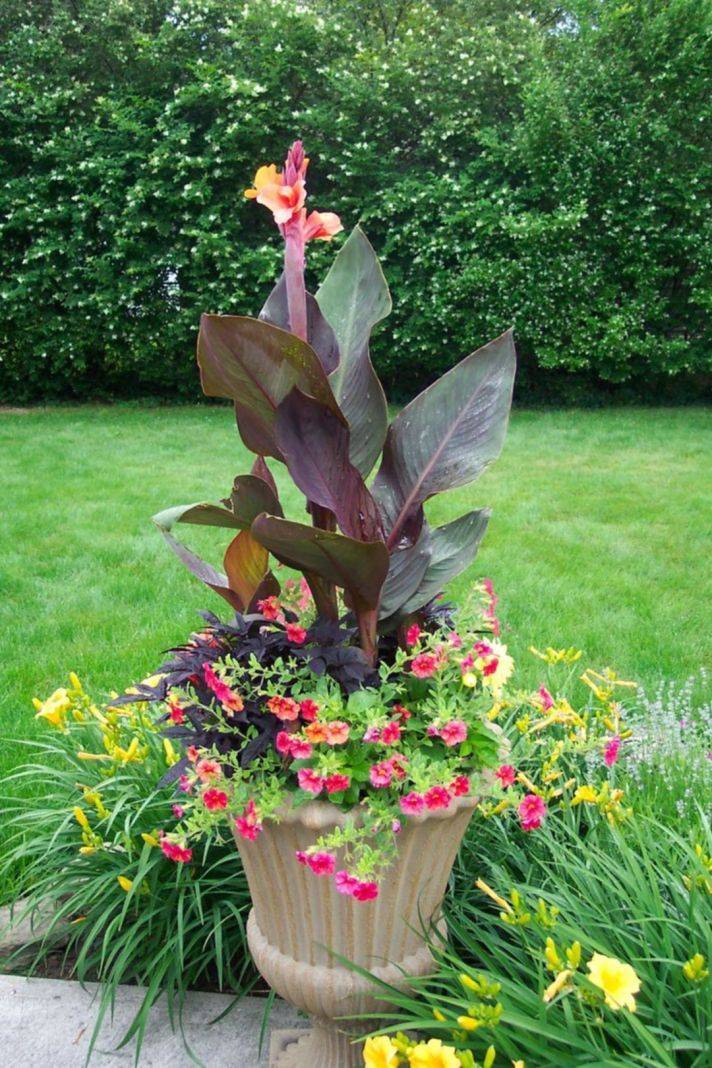 20 Lily Flower Garden Ideas You Cannot Miss SharonSable