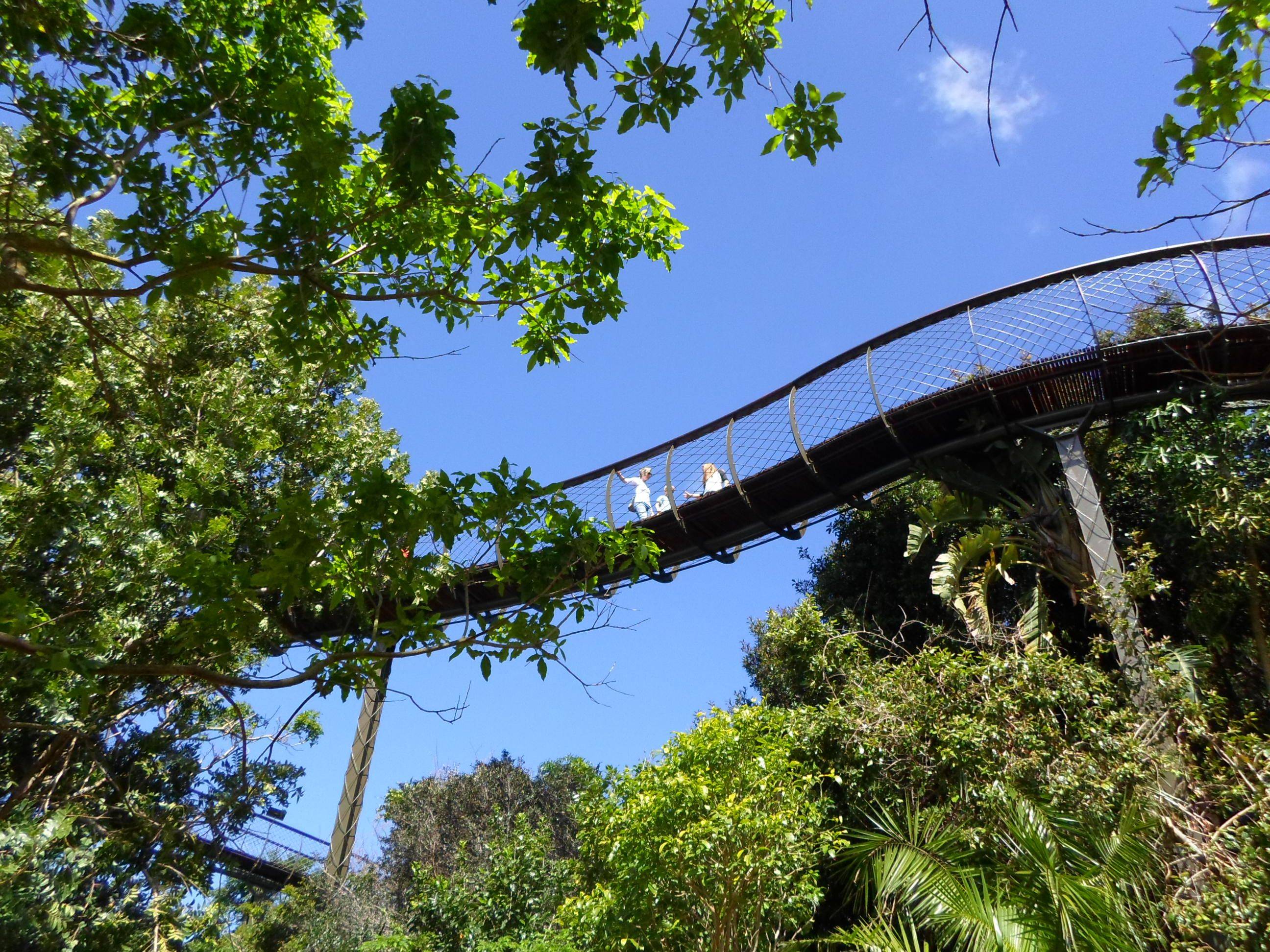 Kirstenbosch Centenary Tree