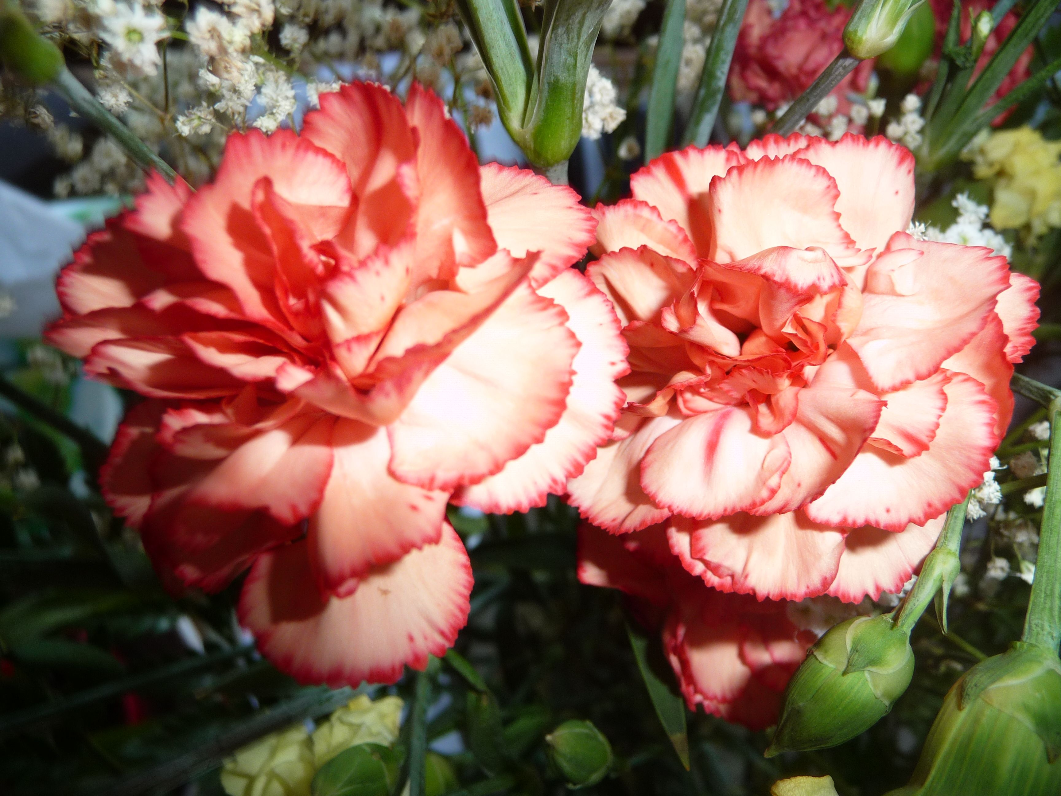 Carnations Pansies Flowers