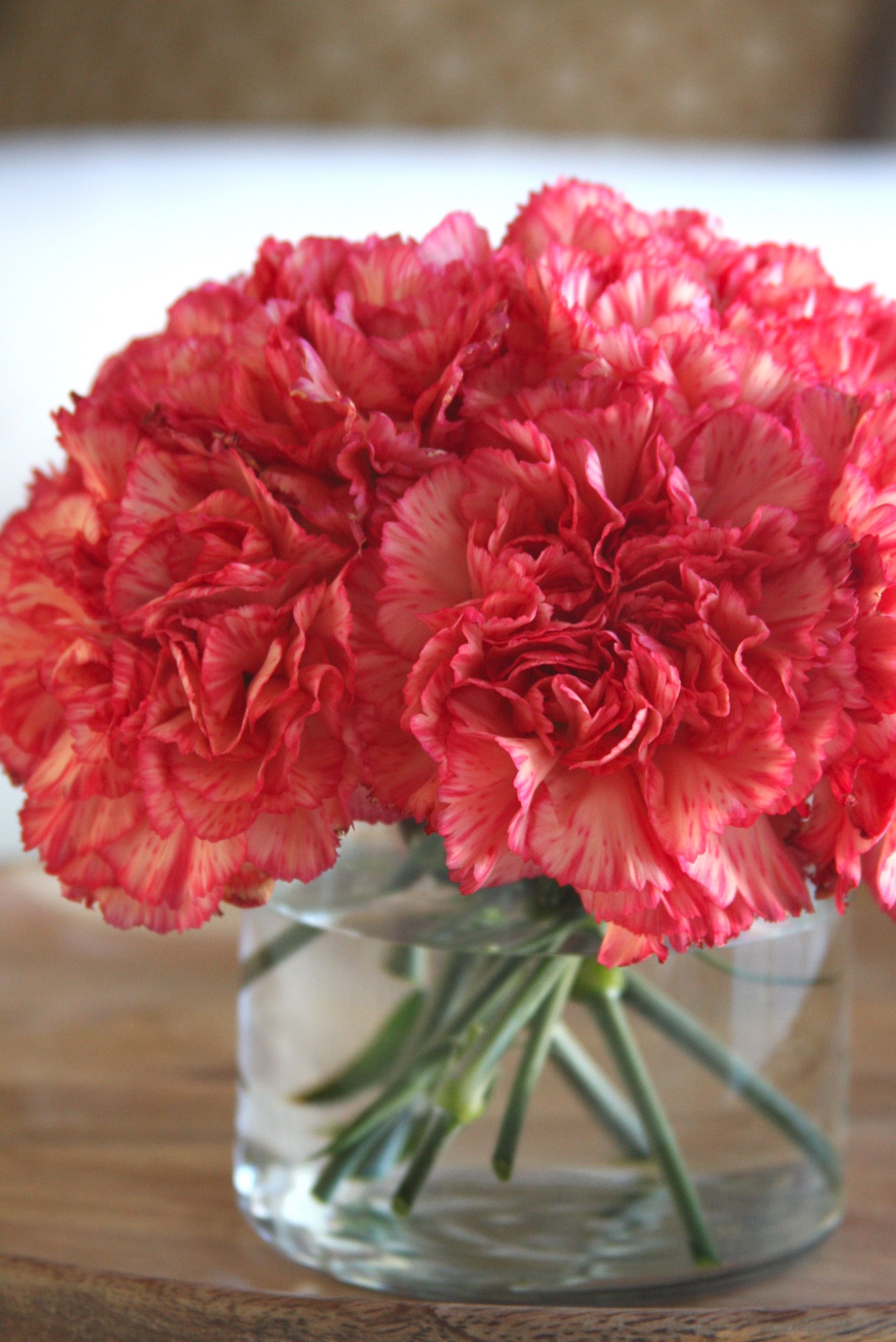 Pin On Carnations