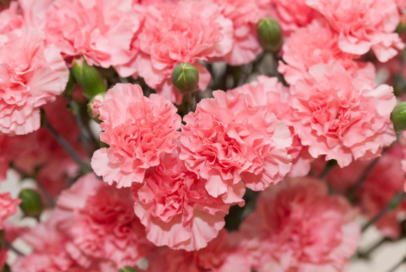 Pinkpeppermint Carnations Red Flowers