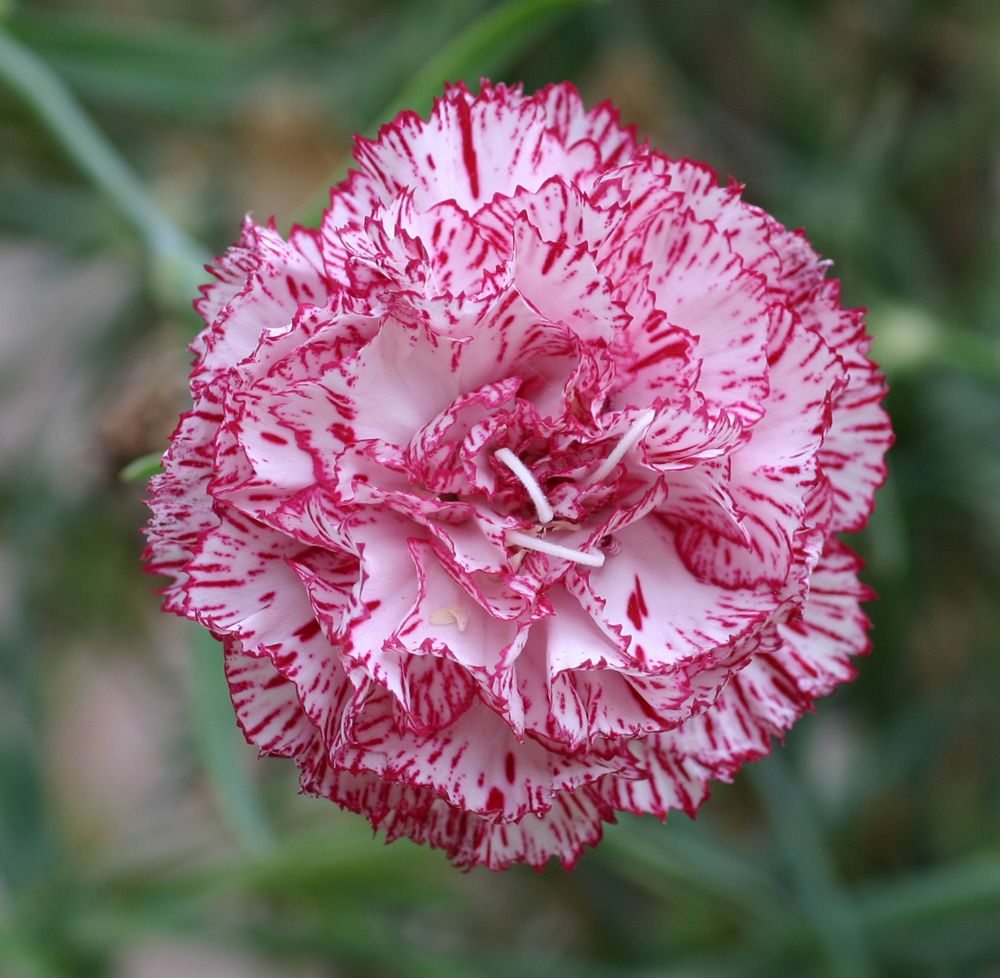 Planting Carnation Seeds How To Grow Carnation Flowers