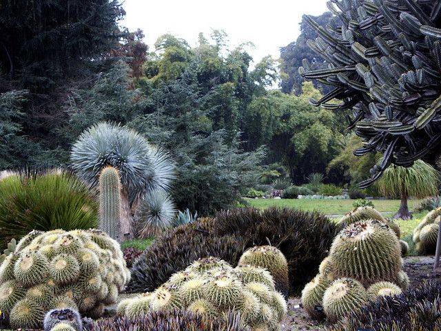 20 Huntington Library Desert Garden Ideas You Must Look | SharonSable