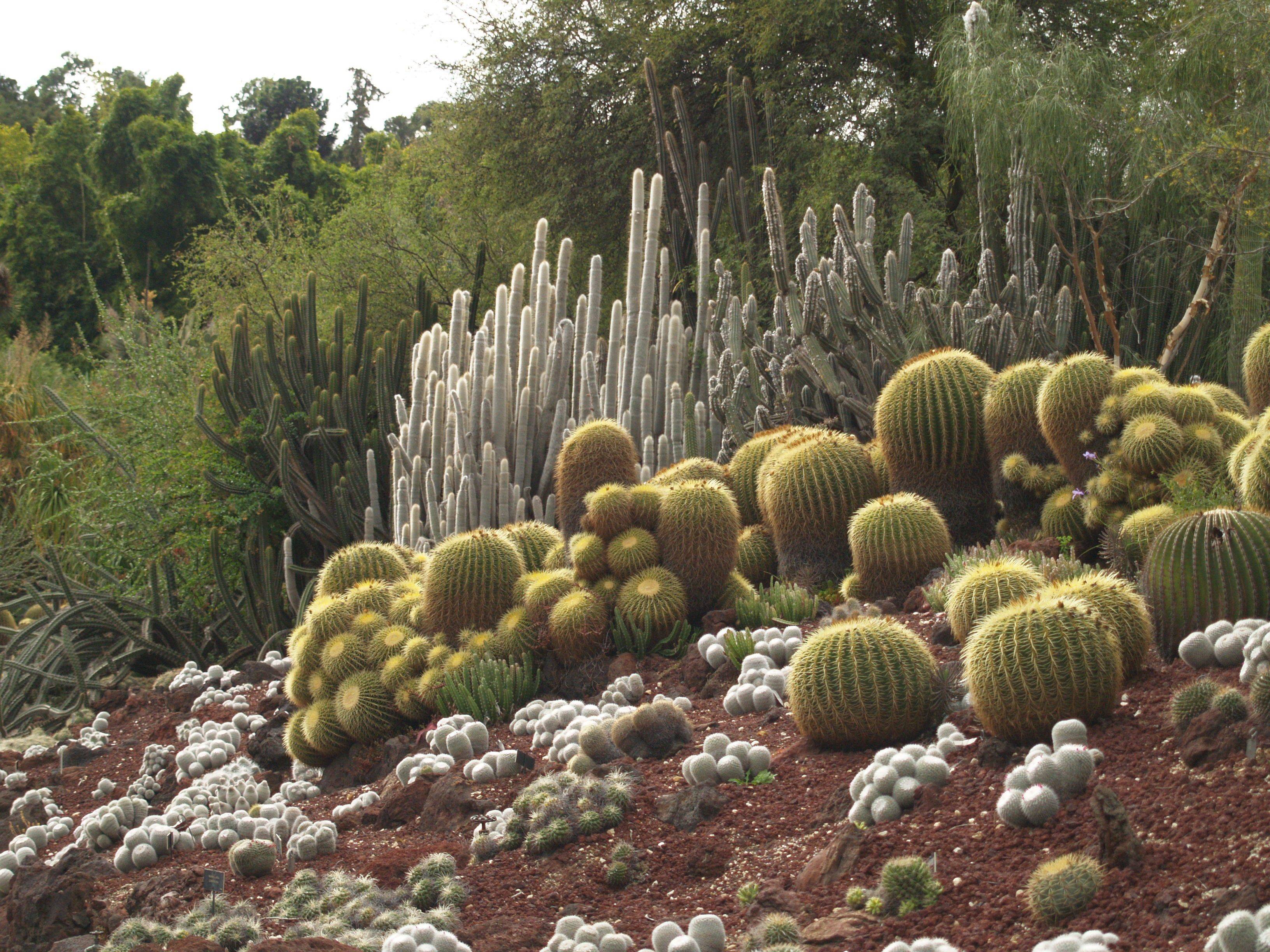 20 Huntington Library Desert Garden Ideas You Must Look | SharonSable