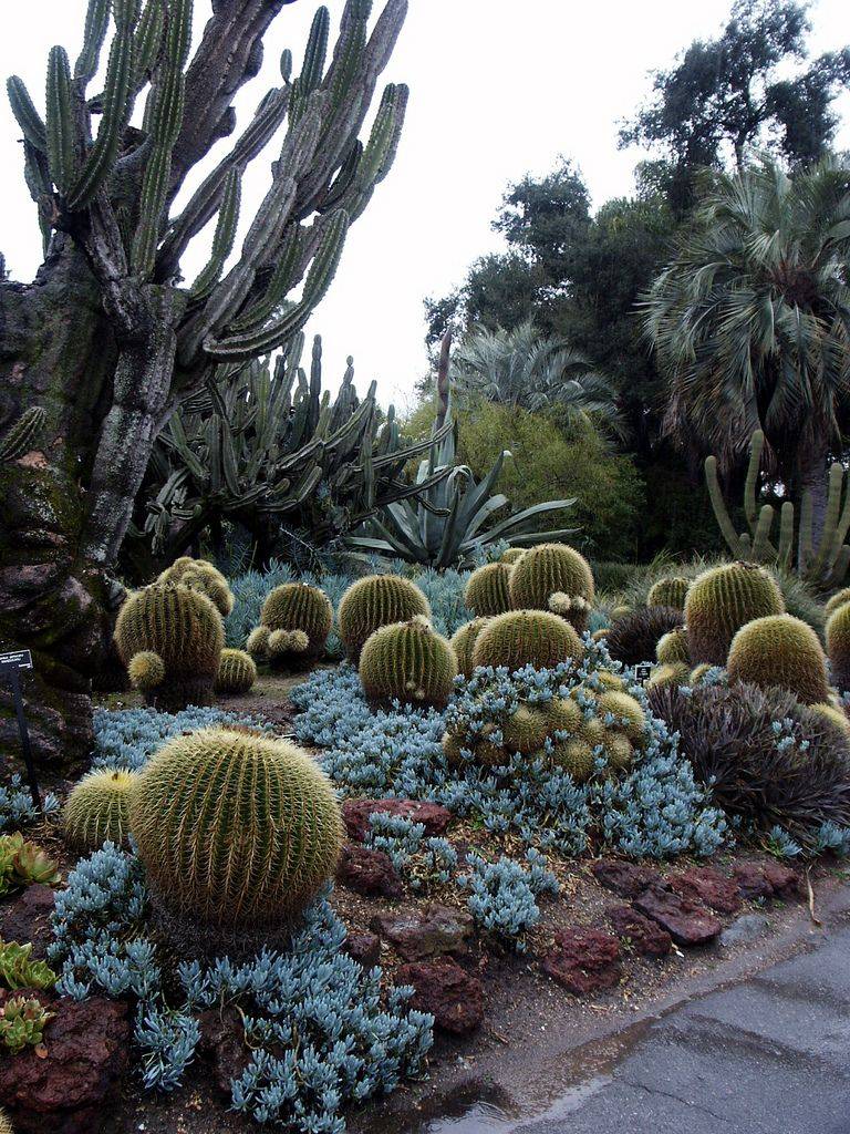 20 Huntington Library Desert Garden Ideas You Must Look | SharonSable