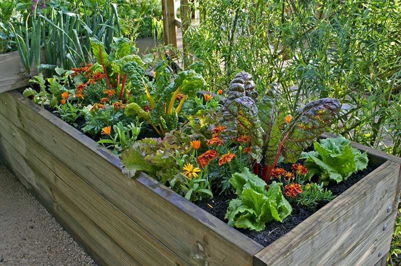 Raised Garden Beds