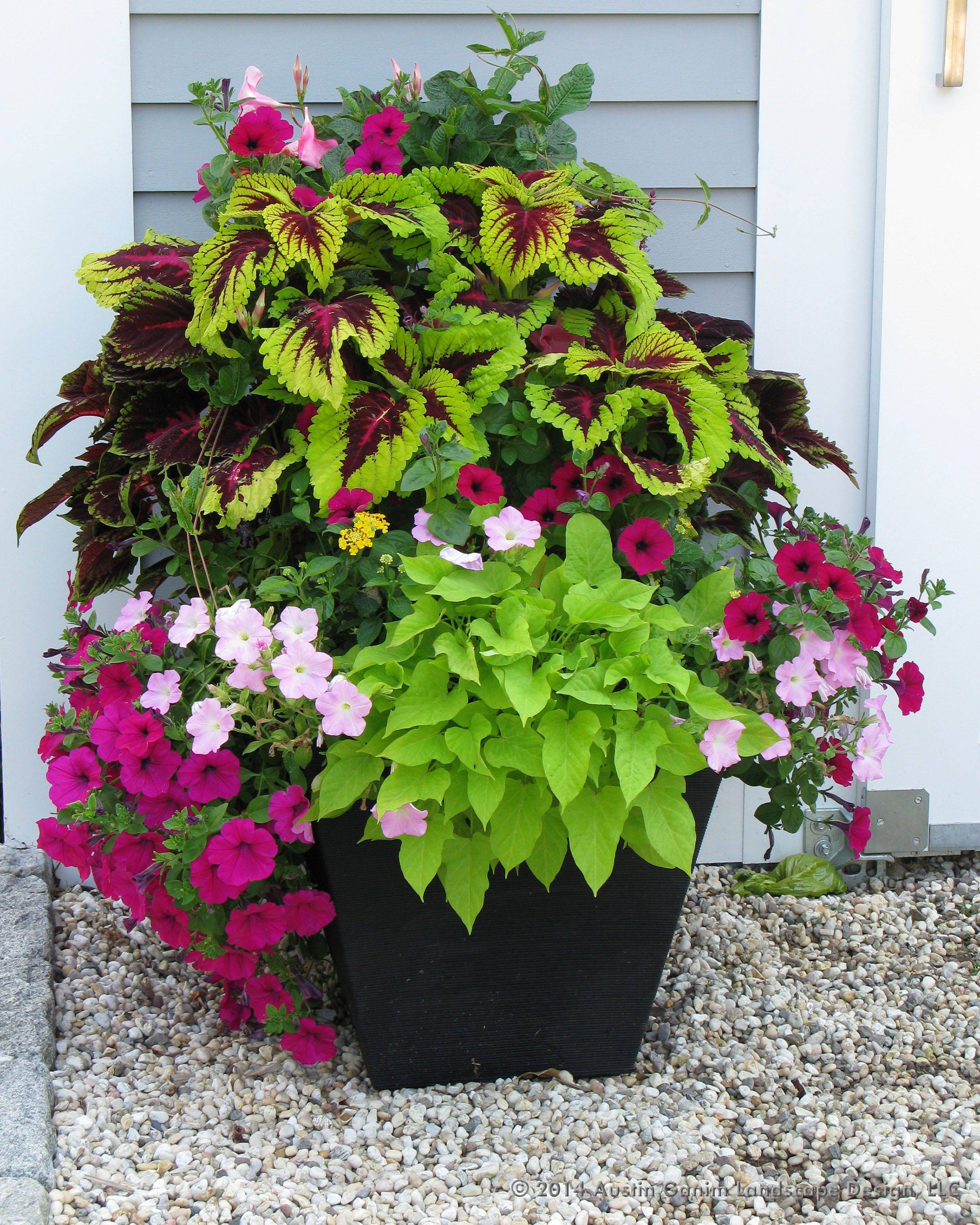 24 Coleus Garden Ideas You Should Look | SharonSable