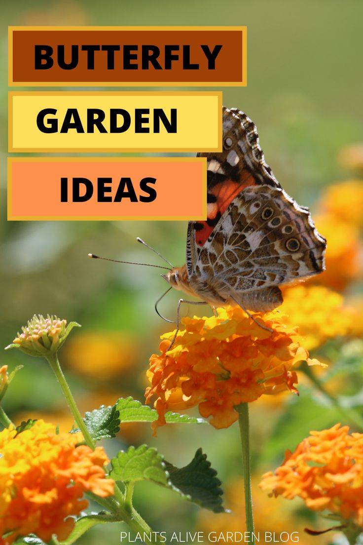 19 Butterfly Garden Plants Zone 5 Ideas Worth to Check | SharonSable