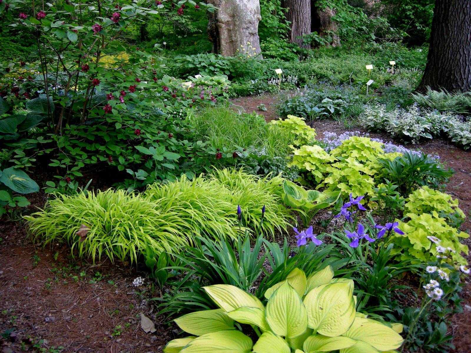 A Woodland Garden Design Finegardening