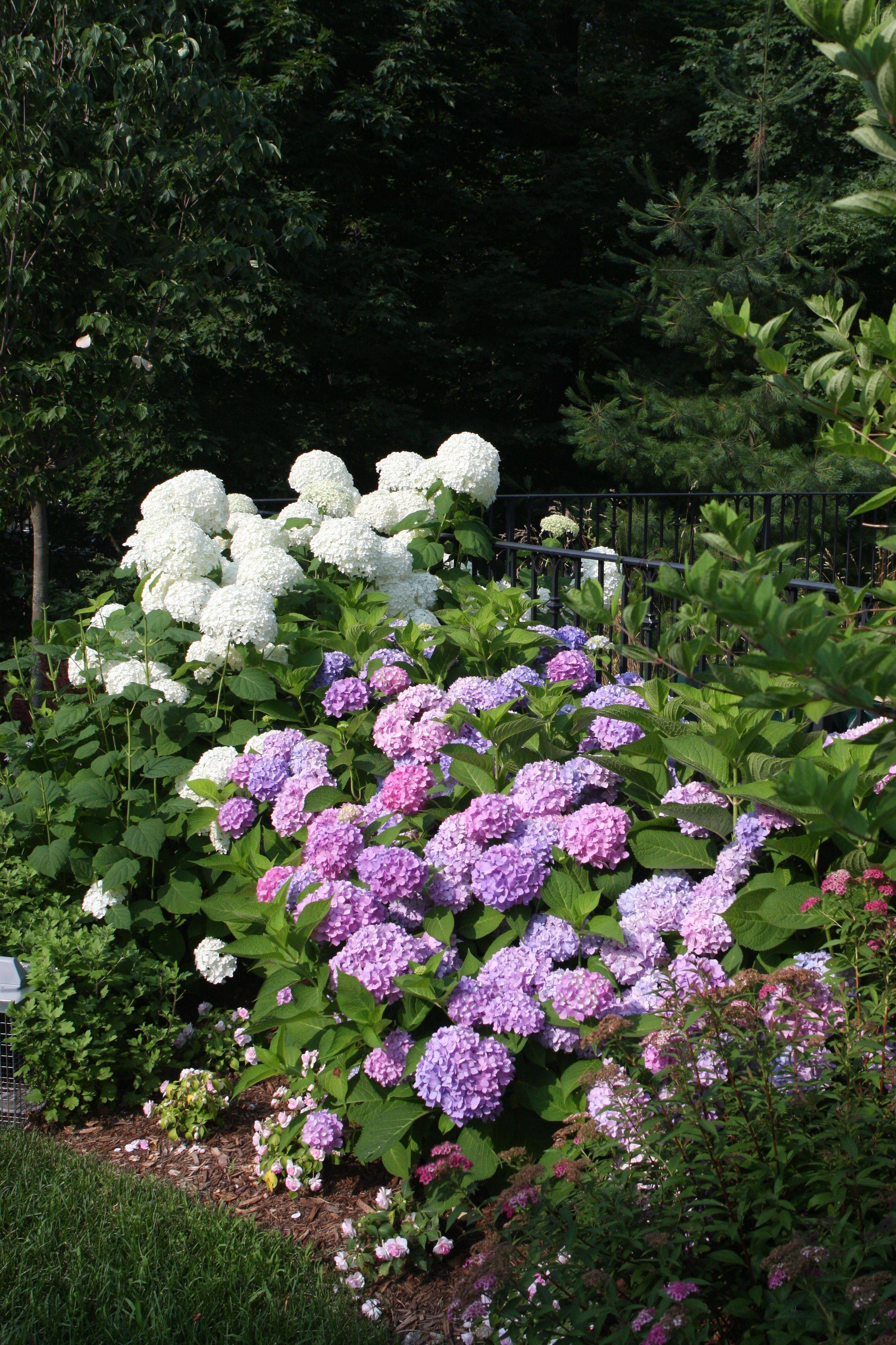 21 Hydrangea Shade Garden Ideas You Gonna Love | SharonSable