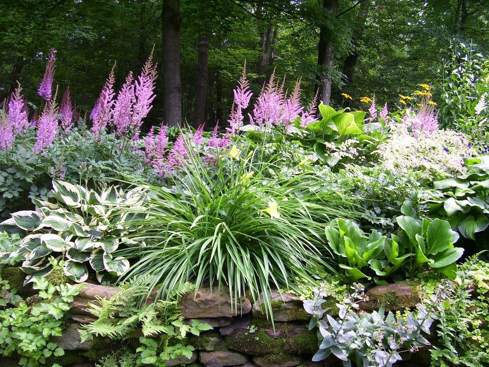 19 Astilbe Hosta Garden Ideas To Try This Year | SharonSable