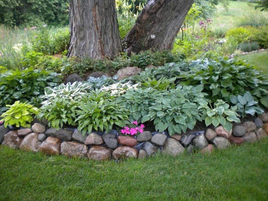 Wow Truly Good Hostas Landscaping