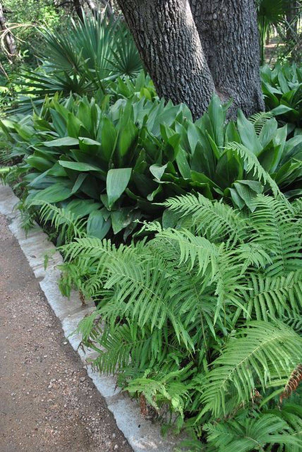 24 Tree Fern Garden Ideas You Must Look Sharonsable