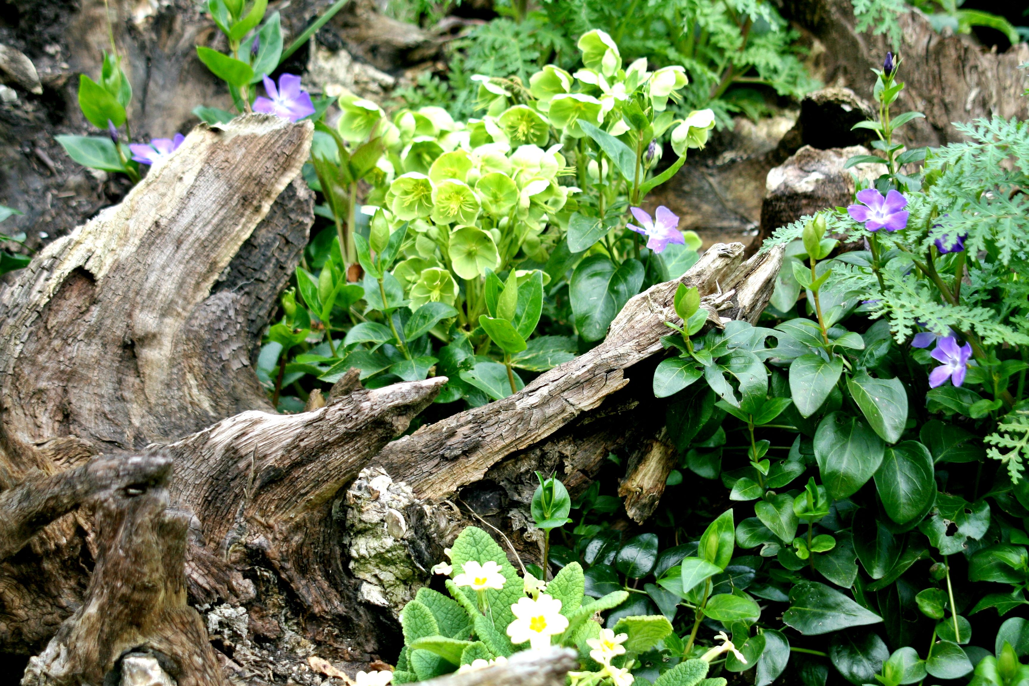 23 Stumpery Garden Ideas Worth to Check | SharonSable