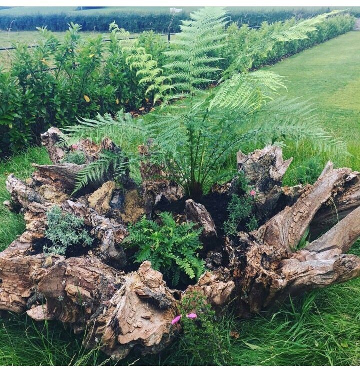 23 Stumpery Garden Ideas Worth to Check | SharonSable